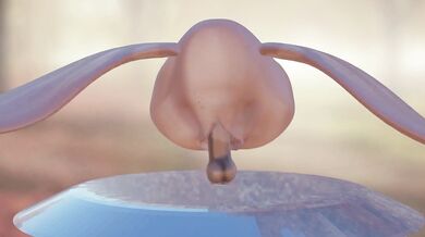 Orgasmic Flying Pussy